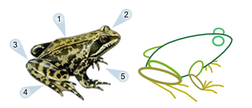 How To Draw Cartoon Frogs