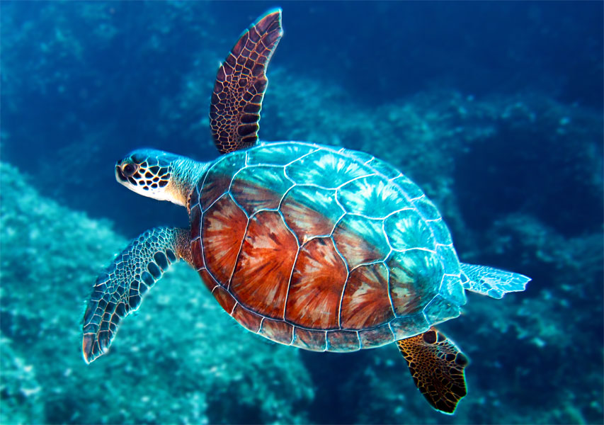 Sea turtles - New Cyprus Magazine
