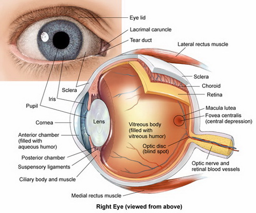 eye-diagram eye diagram | Optometrist Miami | Same day Eyeglasses ...