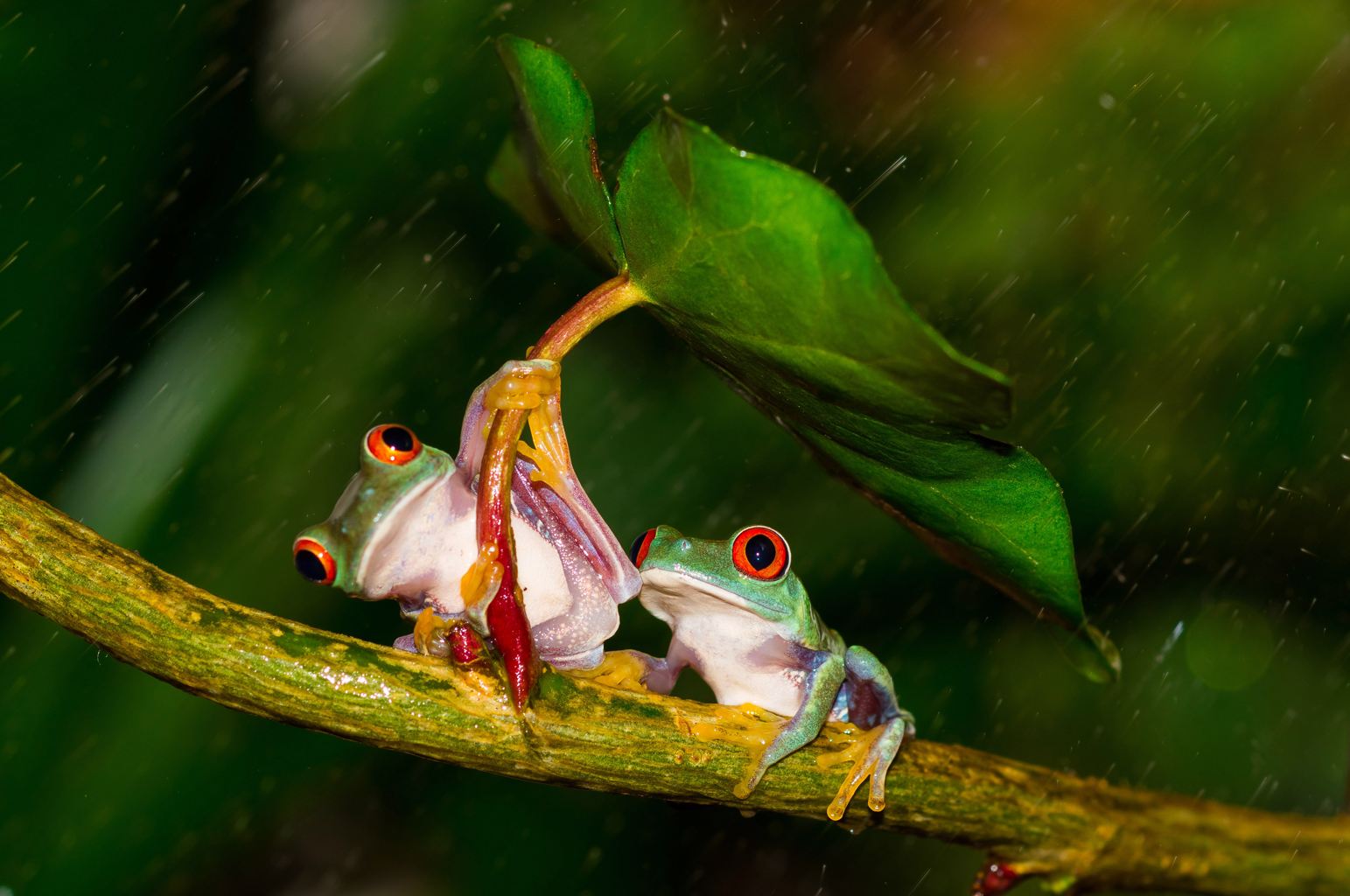 So Much To Learn From Two Little Frogs | Ahmad Ali JetPlane
