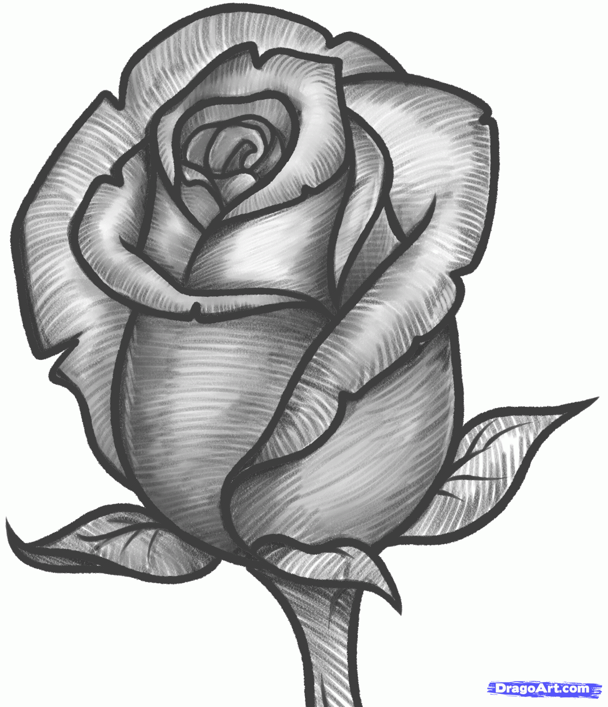 rose drawing