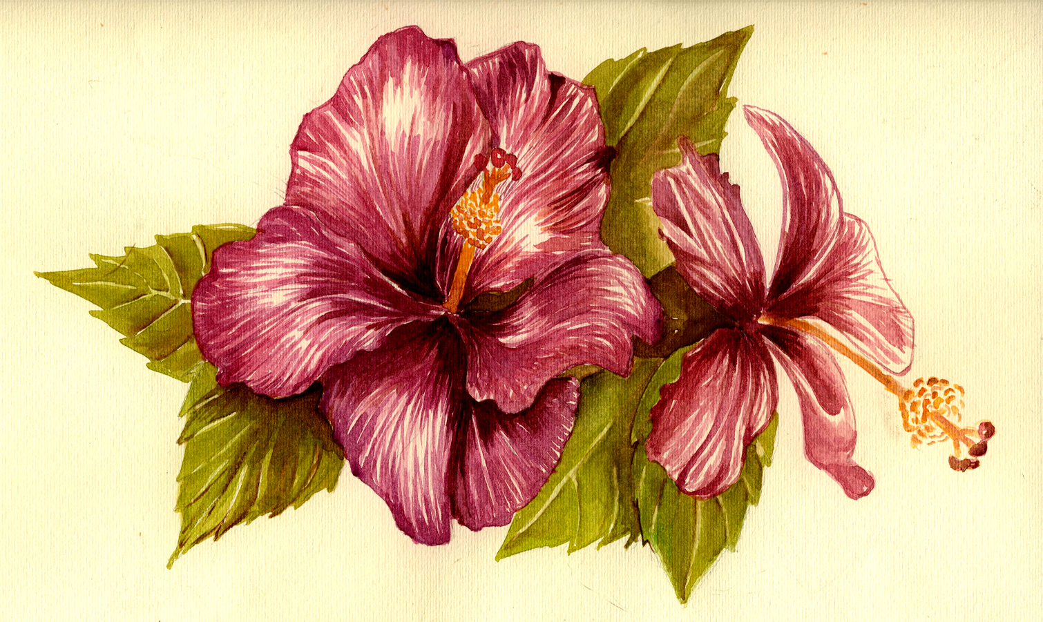 Hibiscus Flower Drawing Clipartsco