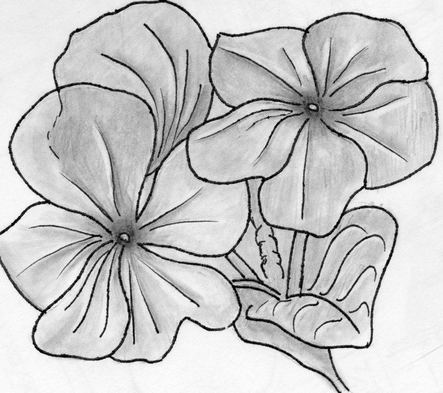 Flower Sketch by FrankAnims on DeviantArt