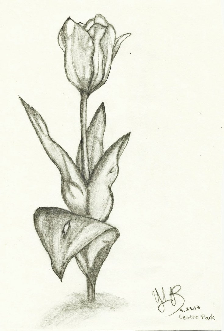 Flower sketch by VerseaPetrova on DeviantArt