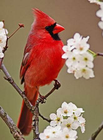 Northern Cardinal - Bright Red Fierce Defender | Animal Pictures ...