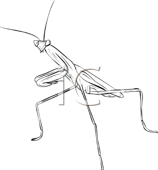 Royalty Free Praying Mantis Clip art, Insect Clipart