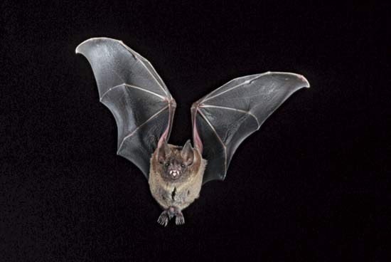 bat | mammal | Britannica.com
