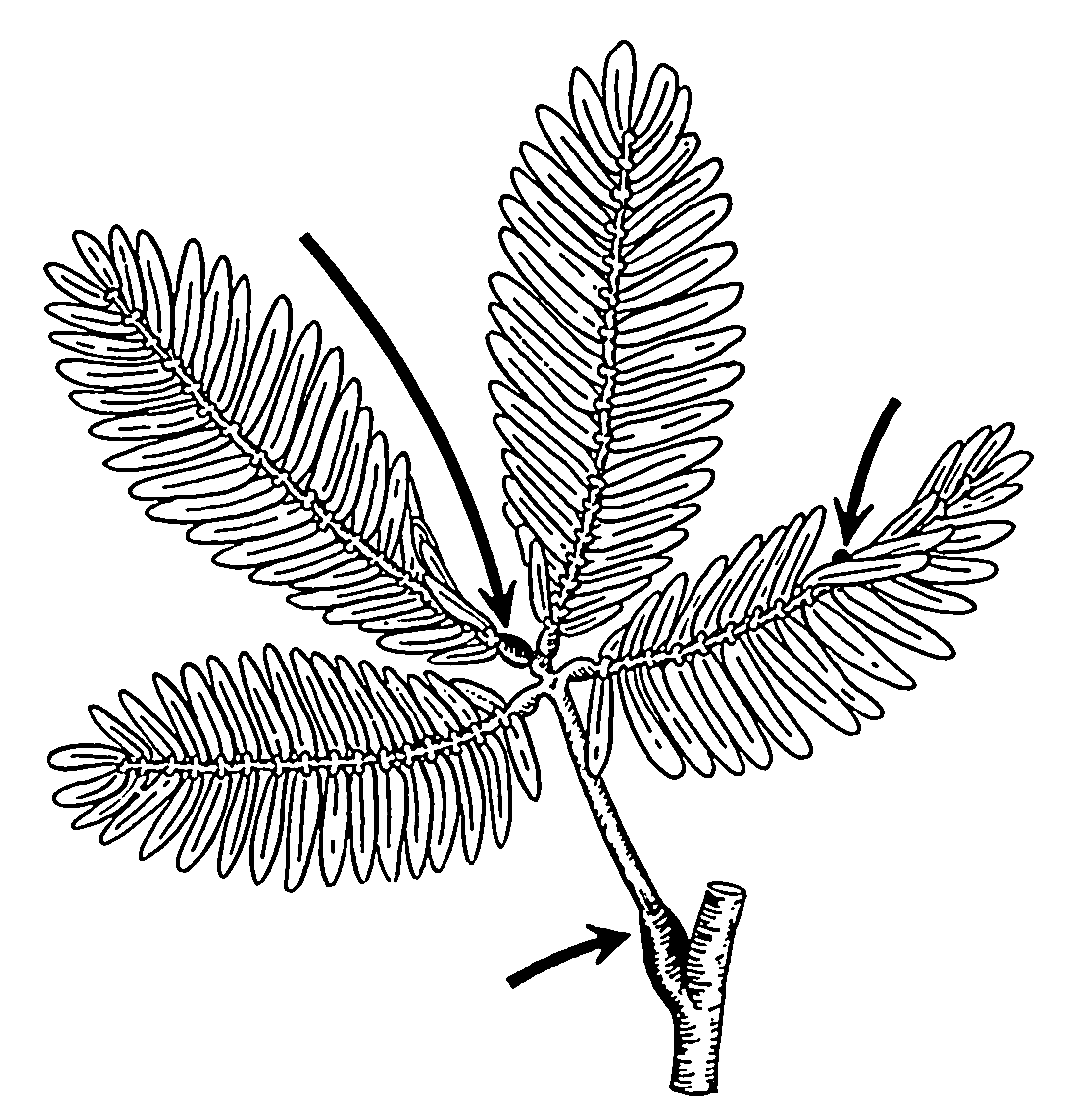 File:Base - botany (PSF).png - Wikimedia Commons
