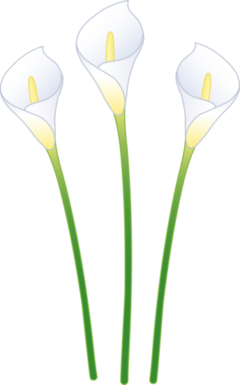 Three White Calla Lilies - Free Clip Art