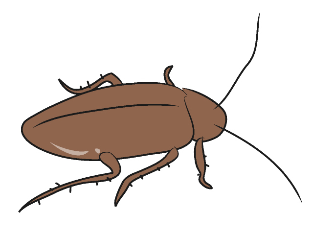 Cockroach 20clipart | Clipart Panda - Free Clipart Images