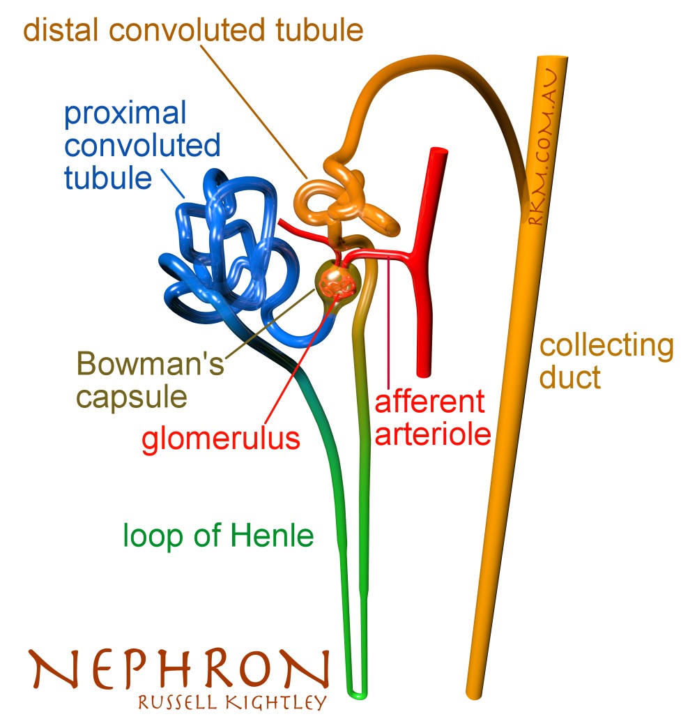 Images For > Nephron Unlabeled