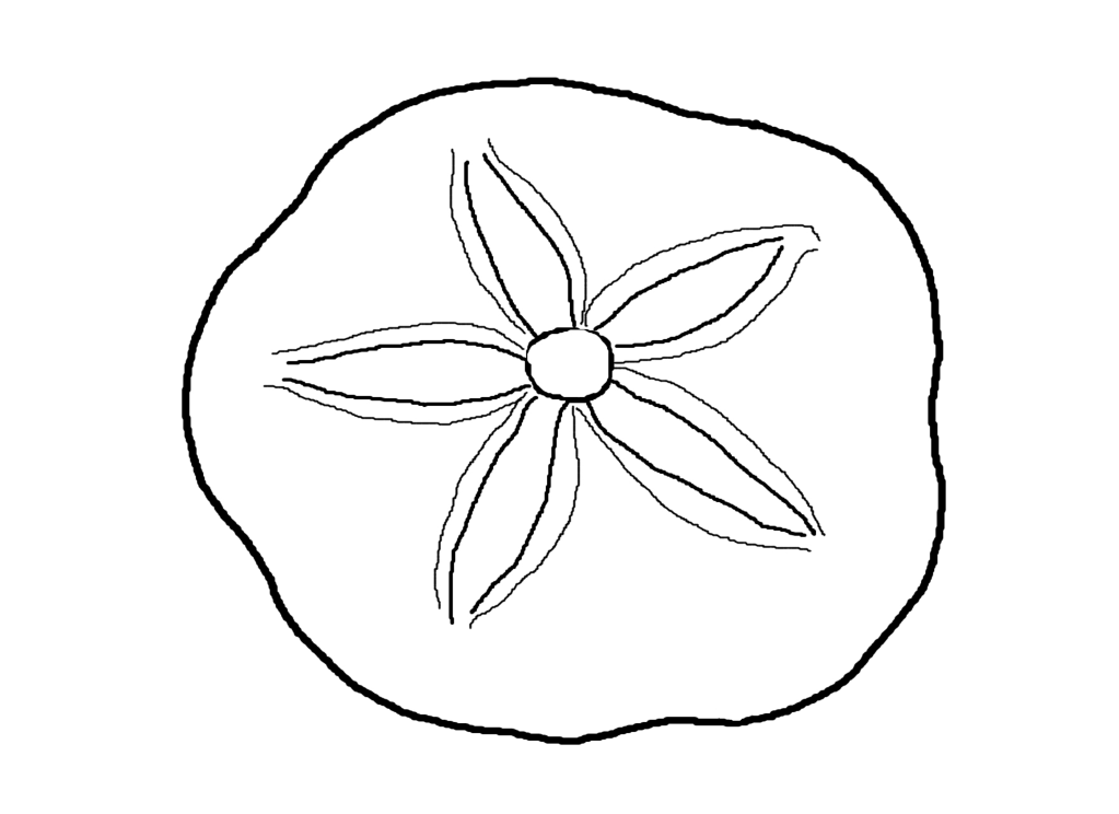 Sand dollar Colouring Pages