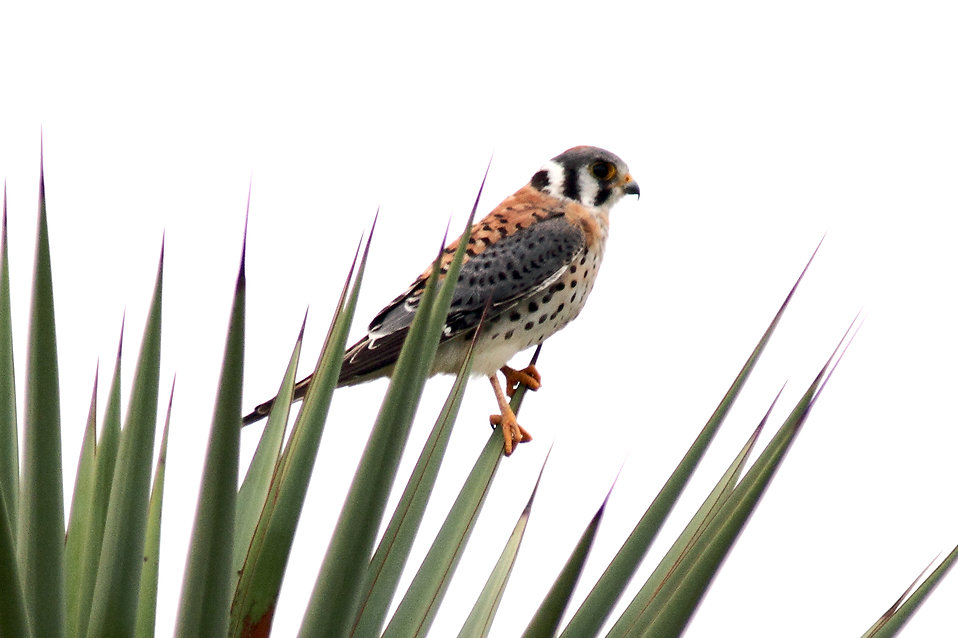 Free Stock Photos | An American Kestrel perched on a plant ...