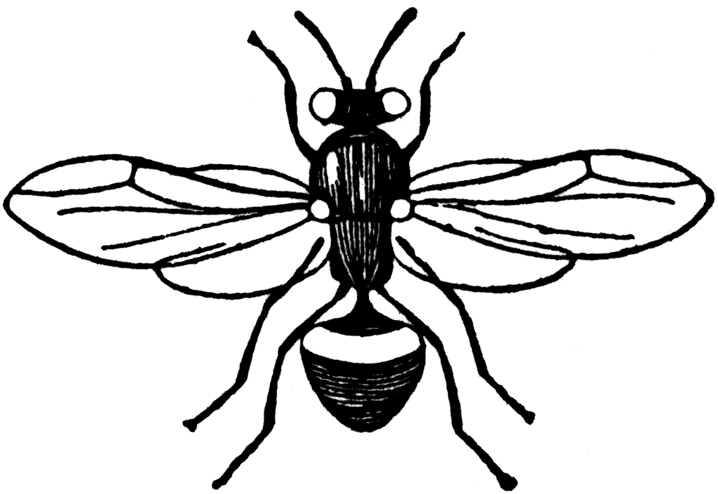clipart of fly - photo #35