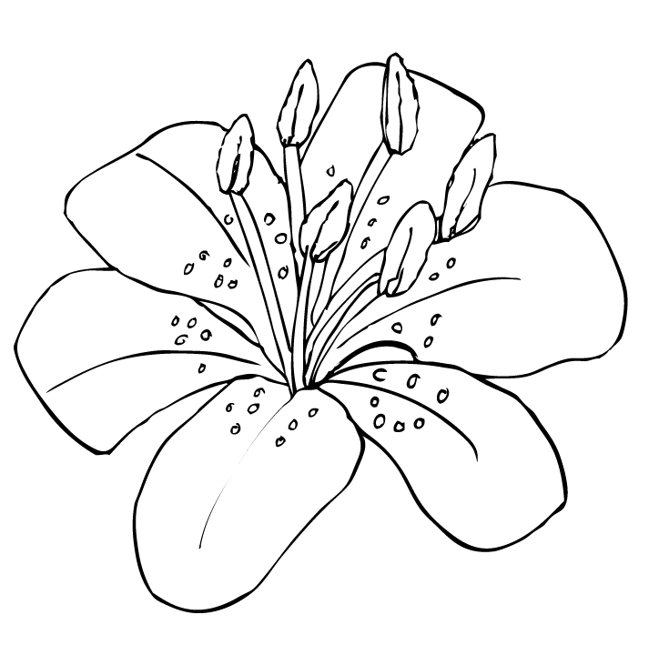 tiger lily clipart - photo #18