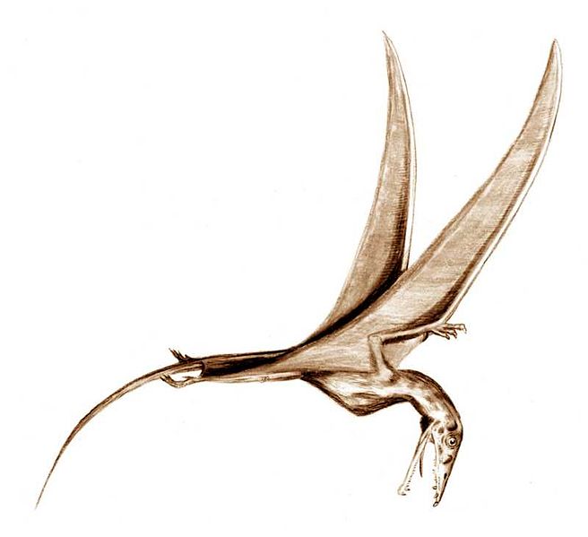 Fossil River : Flying Dinosaurs: Eudimorphodon