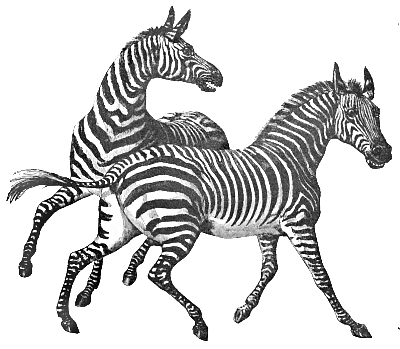 Free Zebras Clipart. Free Clipart Images, Graphics, Animated Gifs ...