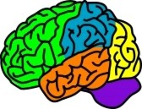 Vector Illustration For A Anatomy Brain In Separate Color image ...