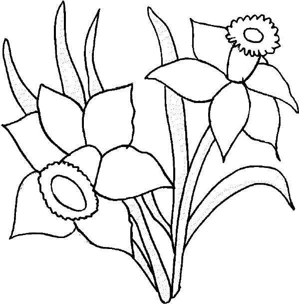 Flower coloring pages - Daffodil coloring page. Flower coloring ...