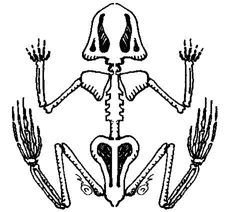frog skeleton - Clip Art Gallery