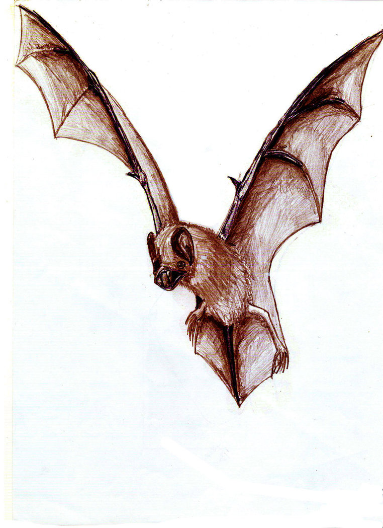 Images For > Vampire Bat Drawing