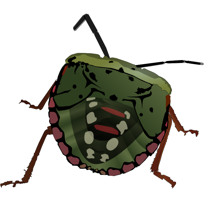 free animated insect clipart - photo #26