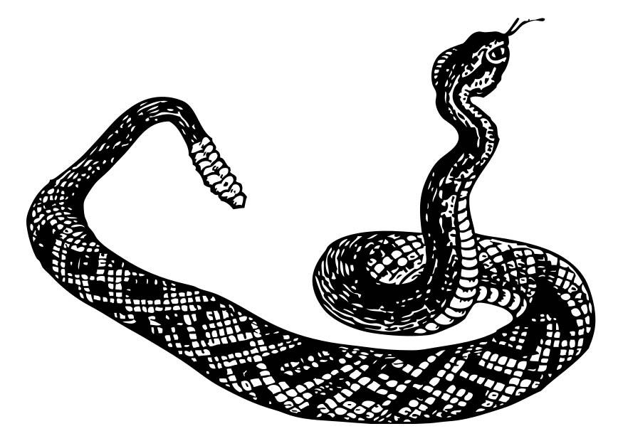 Coloring page Rattlesnake - img 17409.