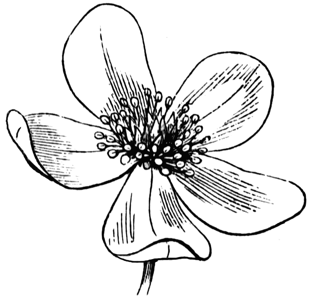 flower-line-drawing-cliparts-co