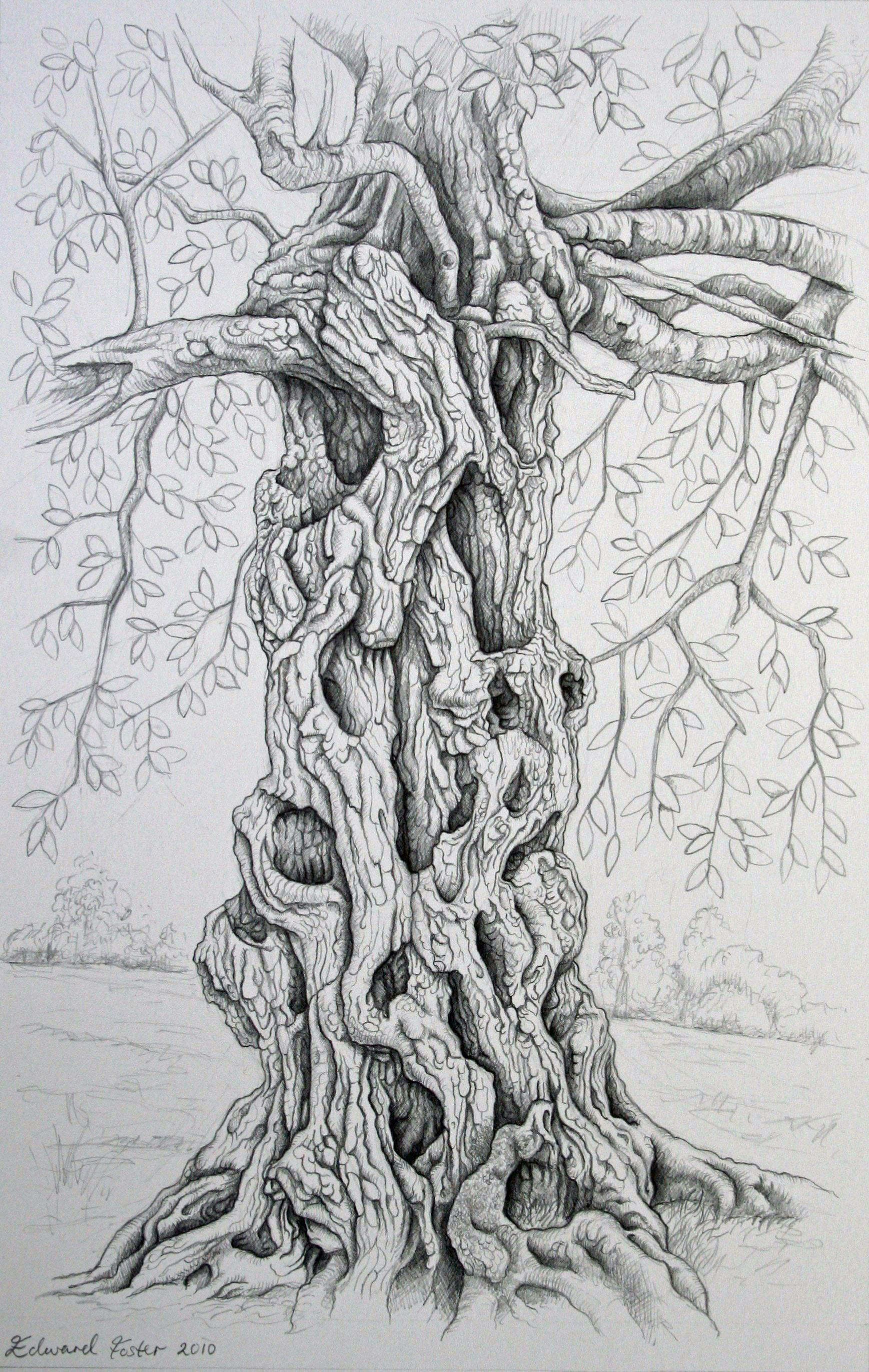 Tree Drawings ‹ Edward Foster ArtEdward Foster Art