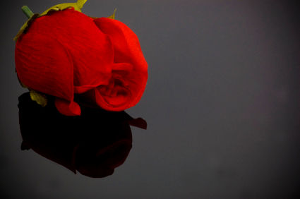 Valentines Day Flowers & Red Roses Photo Gallery