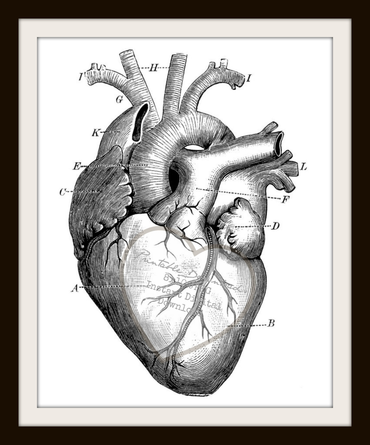 Human Heart Sketch Diagram Cliparts.co