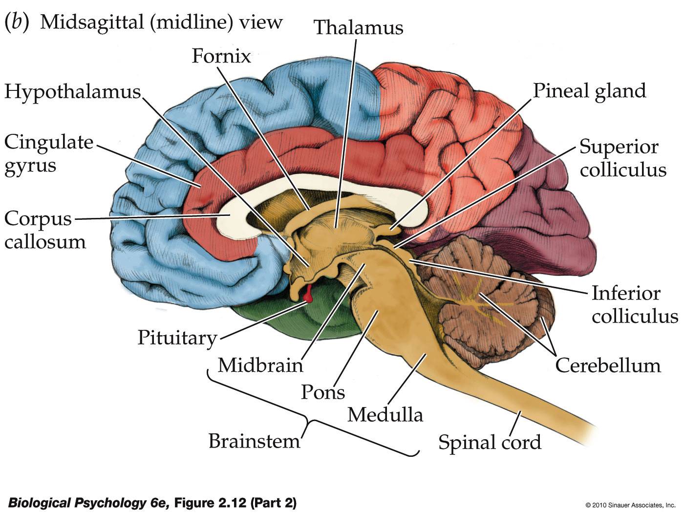 Unit 3 All About the Brain - AP Psychology