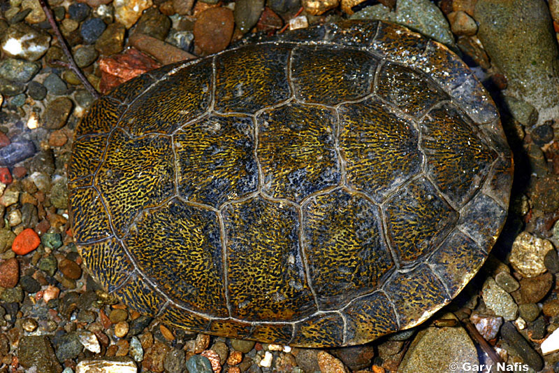 Identifying California Turtles