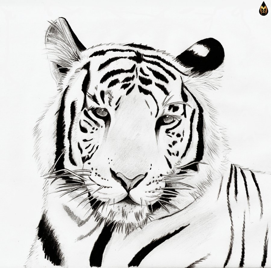 Easy To Draw White Tigers - ClipArt Best