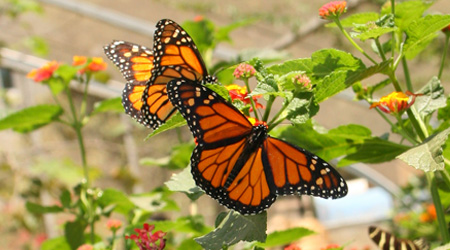 Butterfly Pavilion | Natural History Museum of Los Angeles