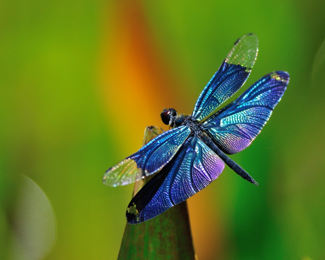 The Dragonfly | ImagineU • TRANSFORMATIONAL LIFE COACHING