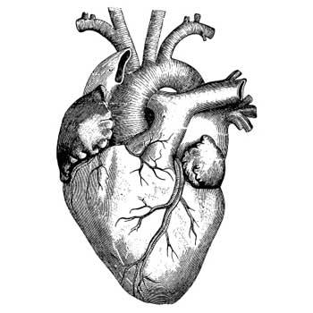 Human Heart Drawing - Gallery