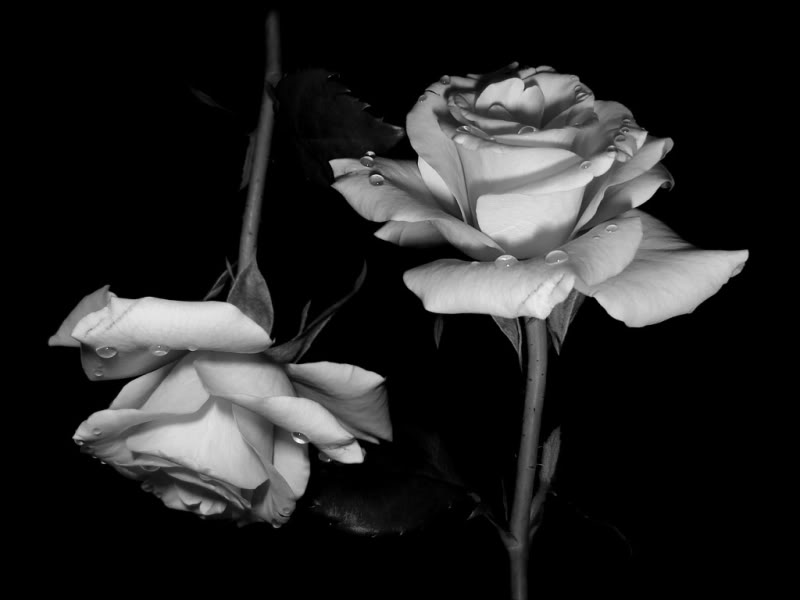 black and white roses graphics and comments