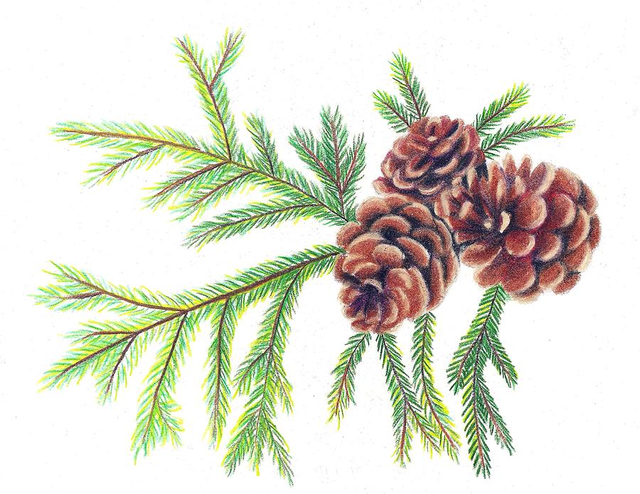 Spruce Pine by Scarlett Royal