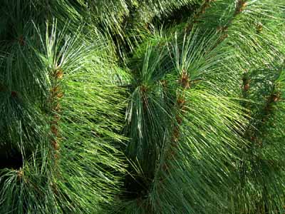 Western Yellow Pine Tree: A Profile of a Tree - HowStuffWorks