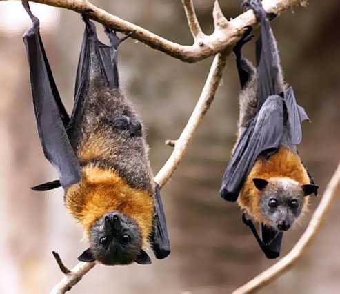 Bat Facts - North Carolina Bat Working Group