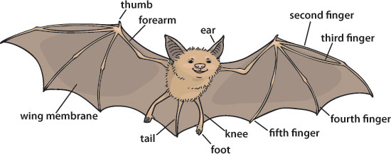 Why Bats Are Good | ASU - Ask A Biologist