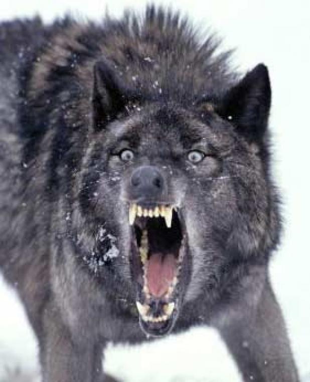 You Just Pissed Off a Wolf, Now What? | HuntDrop