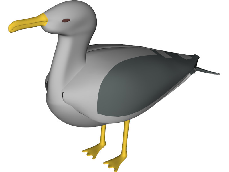 Cartoon Seagull
