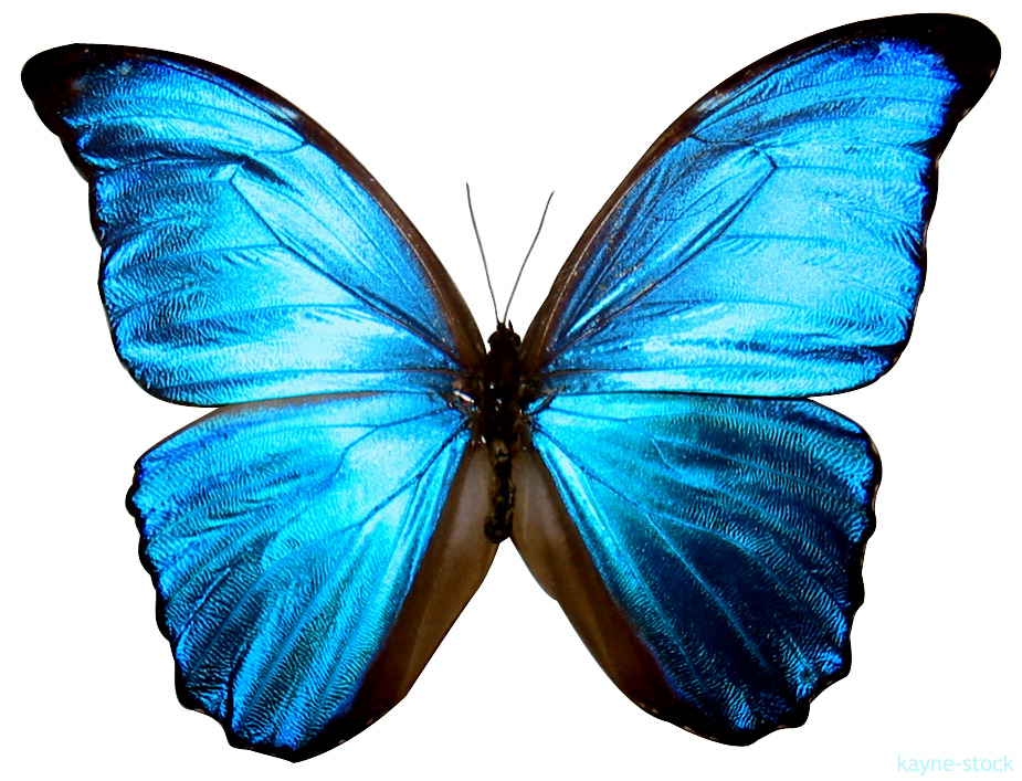 Blue Butterfly Drawings