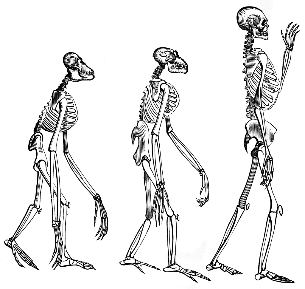 Skeletons | ClipArt ETC