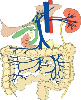 Clipart Of Digestive System - ClipArt Best