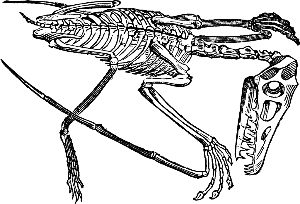 Pterodactyle skeleton | ClipArt ETC