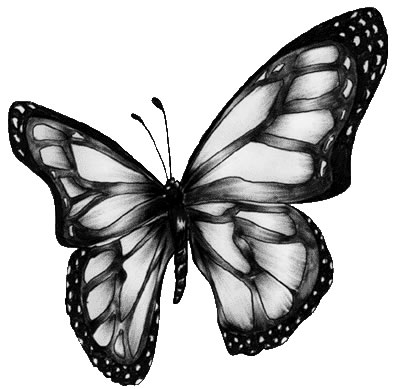 Butterfly Drawings | estladyjasmine