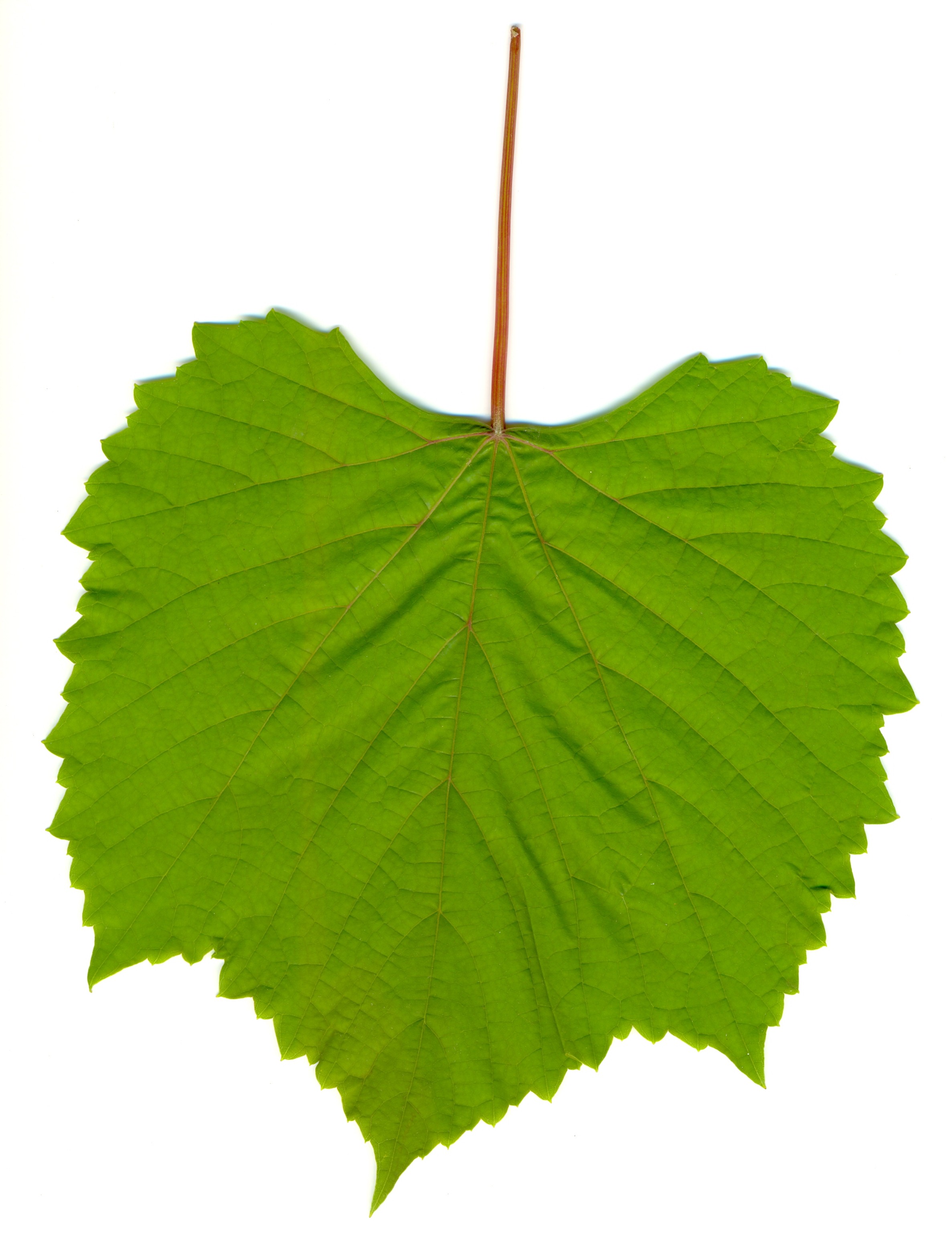 Grape leaf 01.jpg - ClipArt Best - ClipArt Best